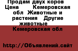 Продам двух коров › Цена ­ 1 - Кемеровская обл. Животные и растения » Другие животные   . Кемеровская обл.